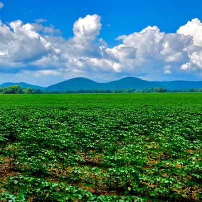 Photo of Nick McMichen's Cotton Farm in Alabama
