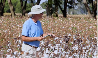 Photo of Lassiter's Cotton Farm in North Carolina