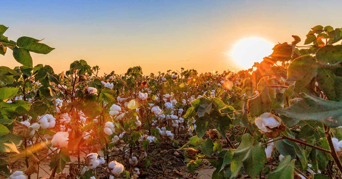 cotton-field-sunset